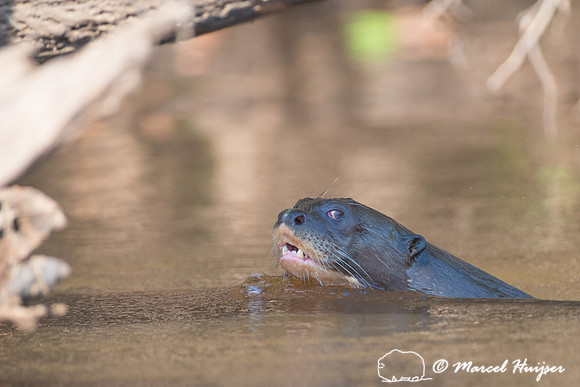 Giant river otter (Pteronura brasiliensis), Rio Negro, Pantanal,