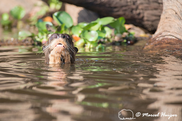 Giant river otter (Pteronura brasiliensis), Rio Negro, Pantanal,