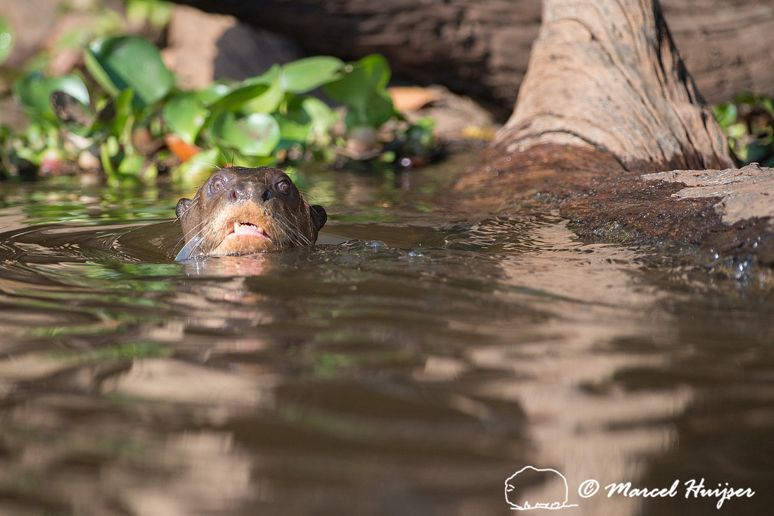 Giant river otter (Pteronura brasiliensis), Rio Negro, Pantanal,