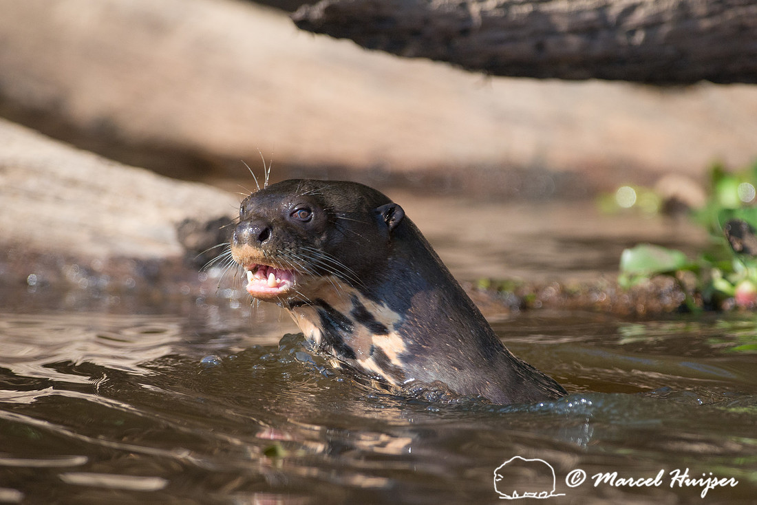 Giant river otter (Pteronura brasiliensis), Rio Negro, Pantanal,