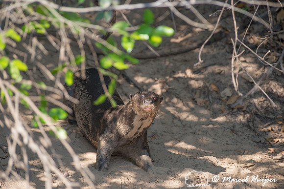 Giant river otter (Pteronura brasiliensis), Rio Negro, Pantanal,