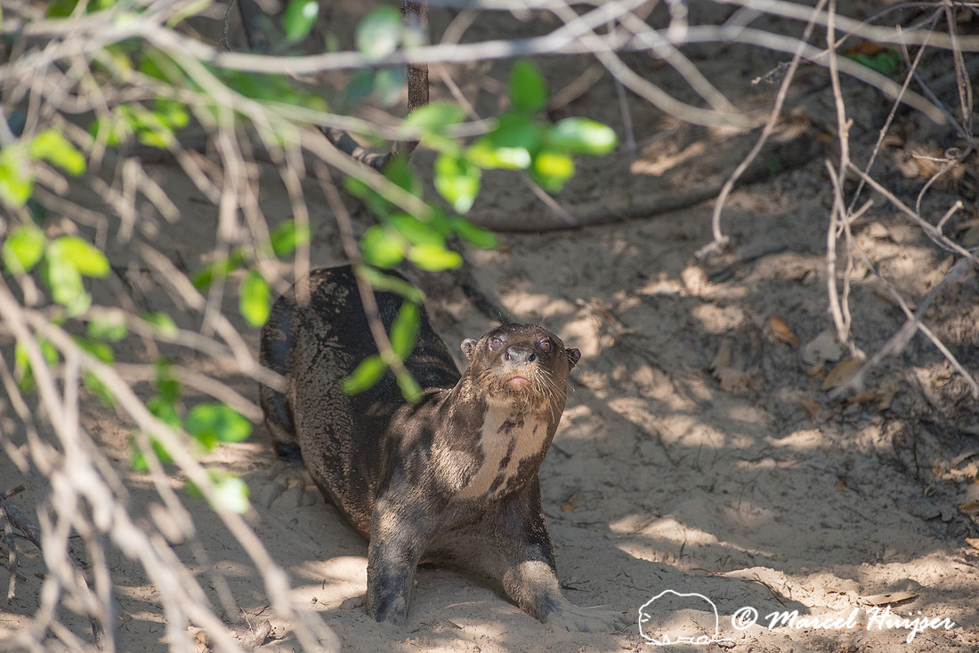 Giant river otter (Pteronura brasiliensis), Rio Negro, Pantanal,