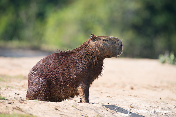 Capybara (Hydrochoerus hydrochaeris), Rio Negro, Pantanal, Mato