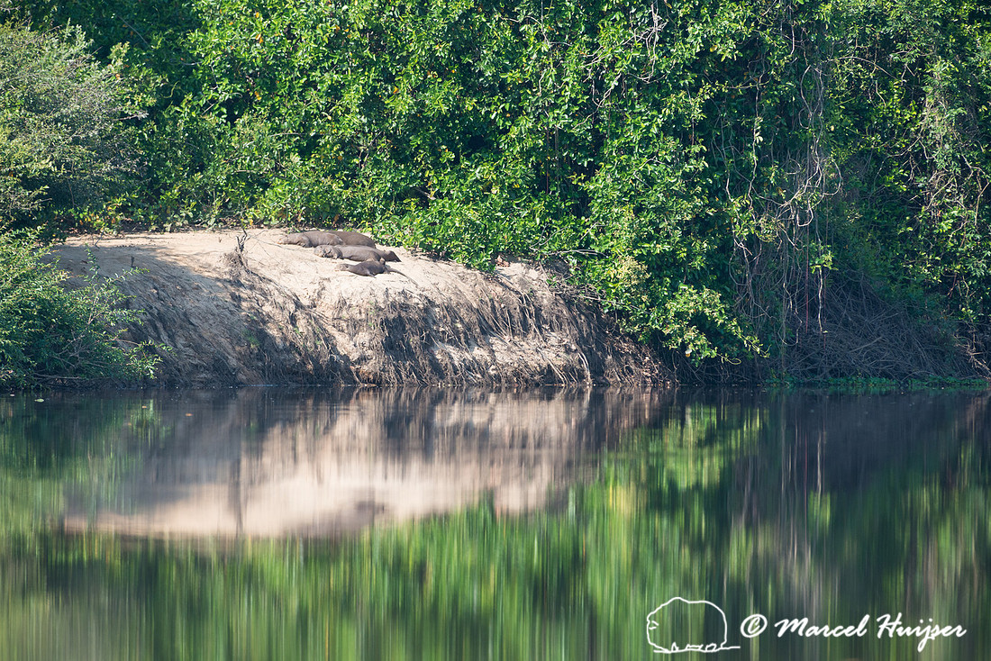 Giant river otter (Pteronura brasiliensis), Rio Negro, Pantanal,
