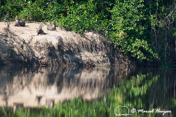 Giant river otter (Pteronura brasiliensis), Rio Negro, Pantanal,