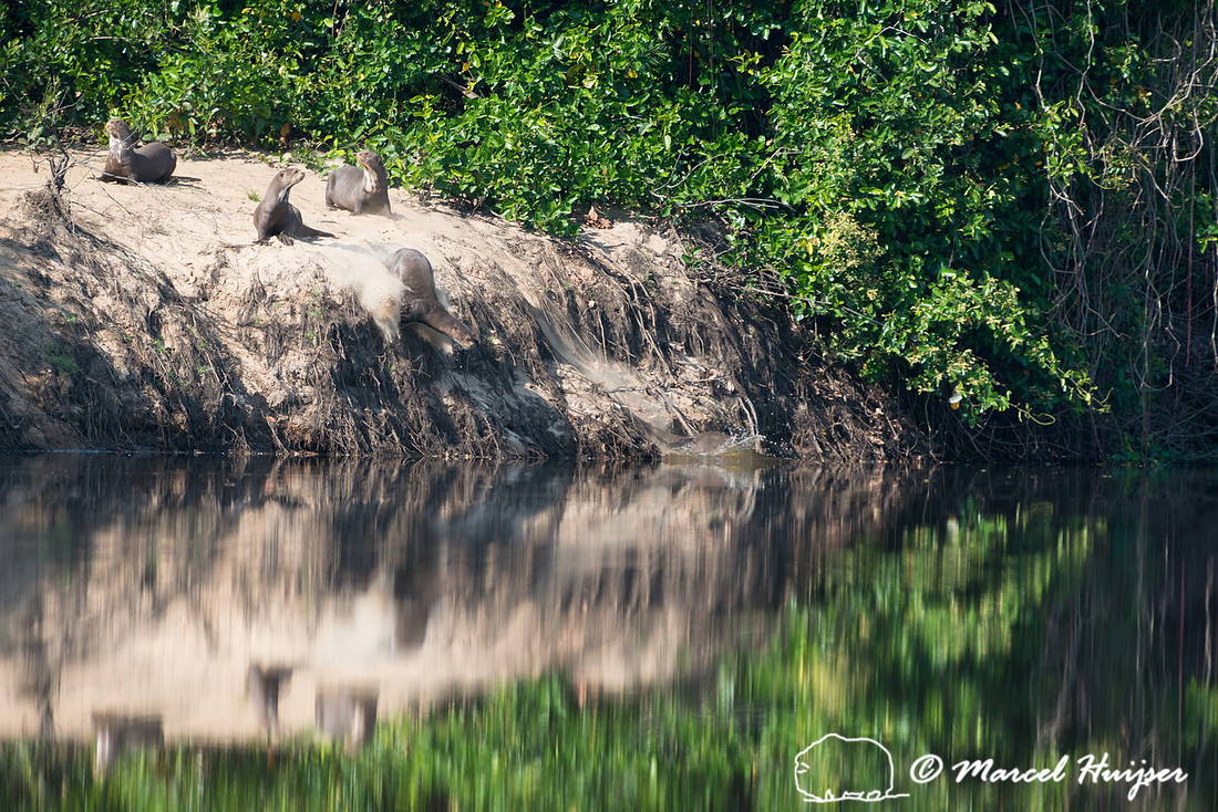 Giant river otter (Pteronura brasiliensis), Rio Negro, Pantanal,
