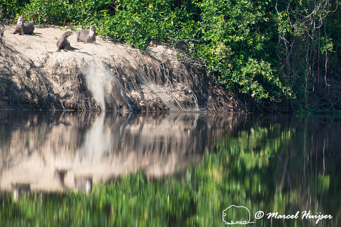Giant river otter (Pteronura brasiliensis), Rio Negro, Pantanal,
