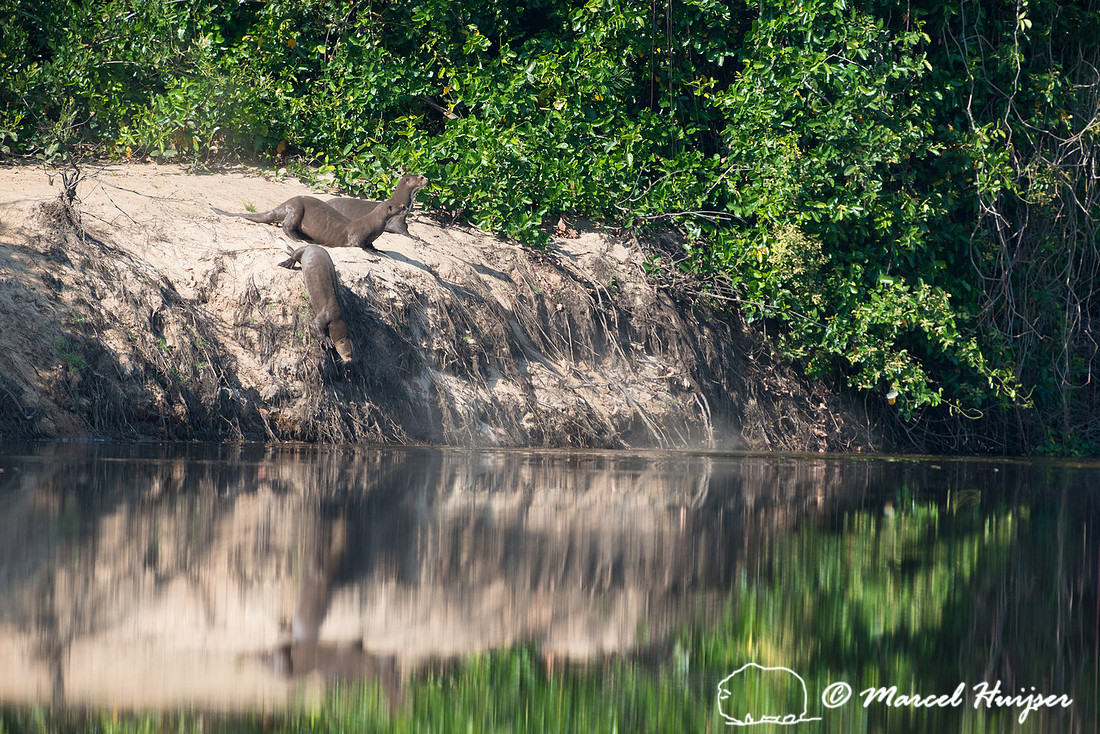 Giant river otter (Pteronura brasiliensis), Rio Negro, Pantanal,