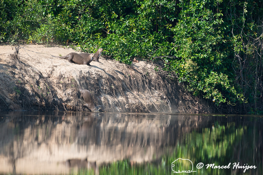 Giant river otter (Pteronura brasiliensis), Rio Negro, Pantanal,
