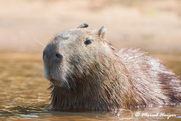 Capybara (Hydrochoerus hydrochaeris), Rio Negro, Pantanal, Mato