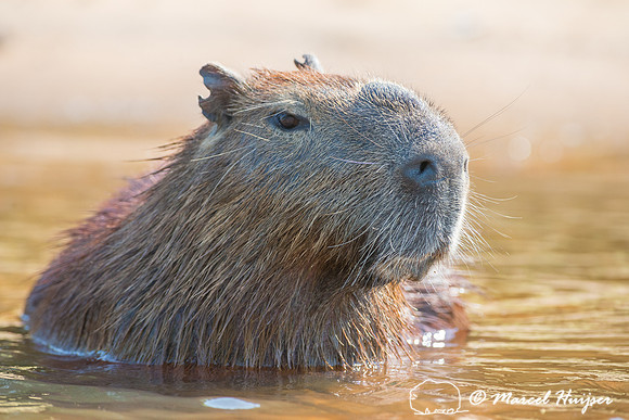 Capybara (Hydrochoerus hydrochaeris), Rio Negro, Pantanal, Mato