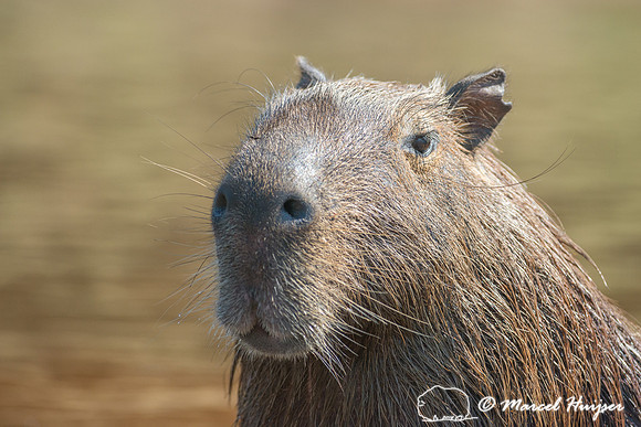 Capybara (Hydrochoerus hydrochaeris), Rio Negro, Pantanal, Mato