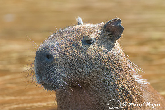 Capybara (Hydrochoerus hydrochaeris), Rio Negro, Pantanal, Mato