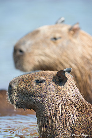 Capybara (Hydrochoerus hydrochaeris), Rio Negro, Pantanal, Mato