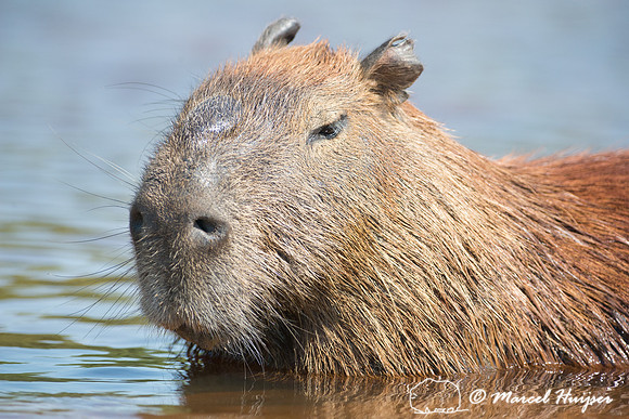 Capybara (Hydrochoerus hydrochaeris), Rio Negro, Pantanal, Mato