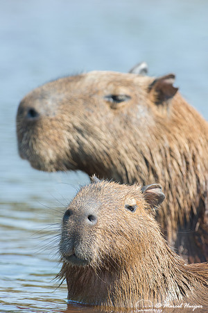 Capybara (Hydrochoerus hydrochaeris), Rio Negro, Pantanal, Mato