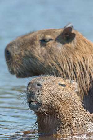 Capybara (Hydrochoerus hydrochaeris), Rio Negro, Pantanal, Mato