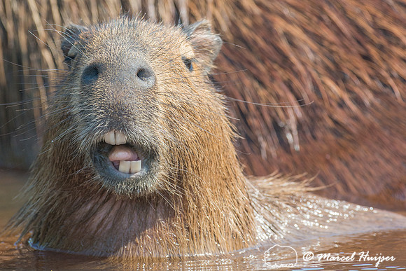 Capybara (Hydrochoerus hydrochaeris), Rio Negro, Pantanal, Mato