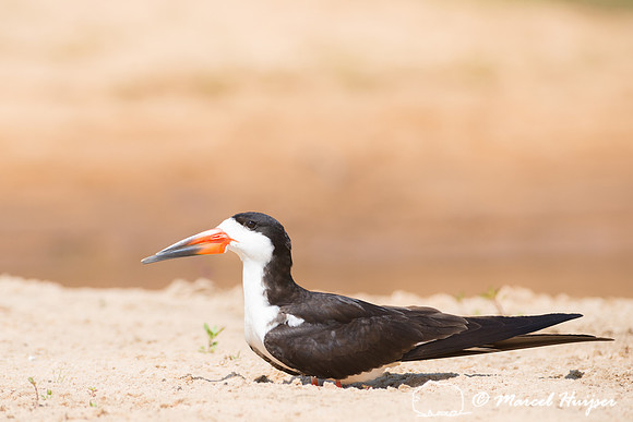 Black skimmer (Rynchops niger), Rio Negro, Pantanal, Mato Grosso