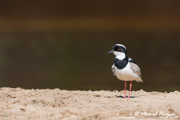 Pied plover (Vanellus cayanus), Rio Negro, Pantanal, Mato Grosso