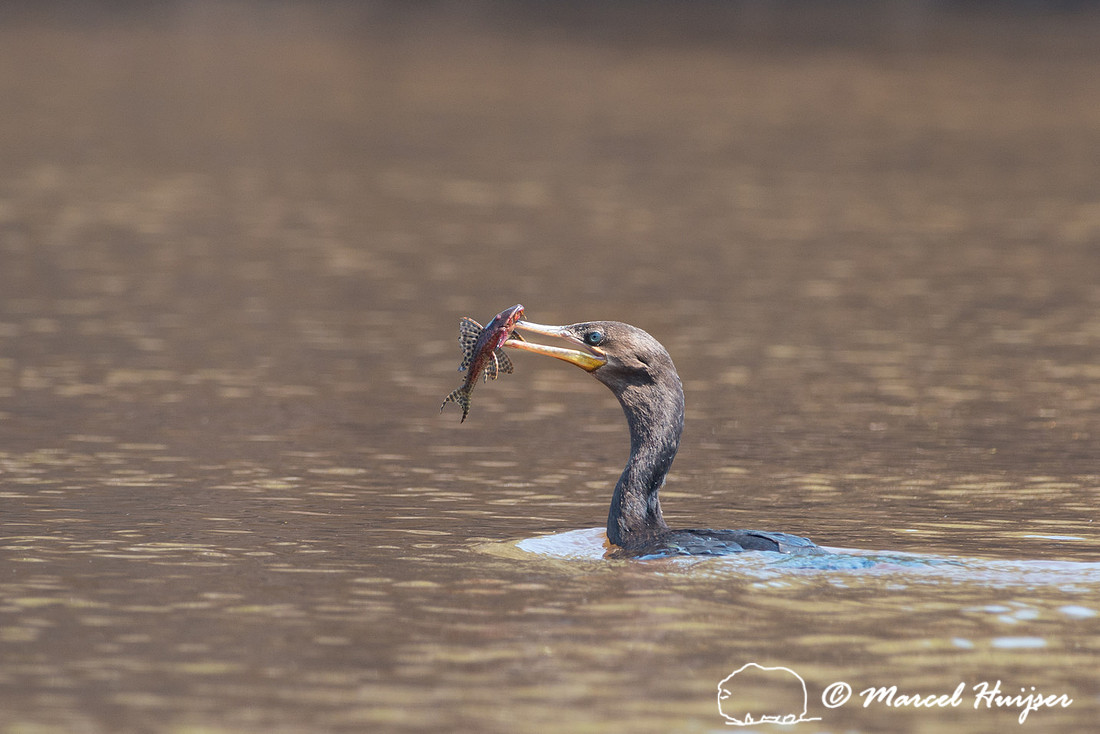 Neotropic cormorant(Phalacrocorax brasilianus), Rio Negro, Panta