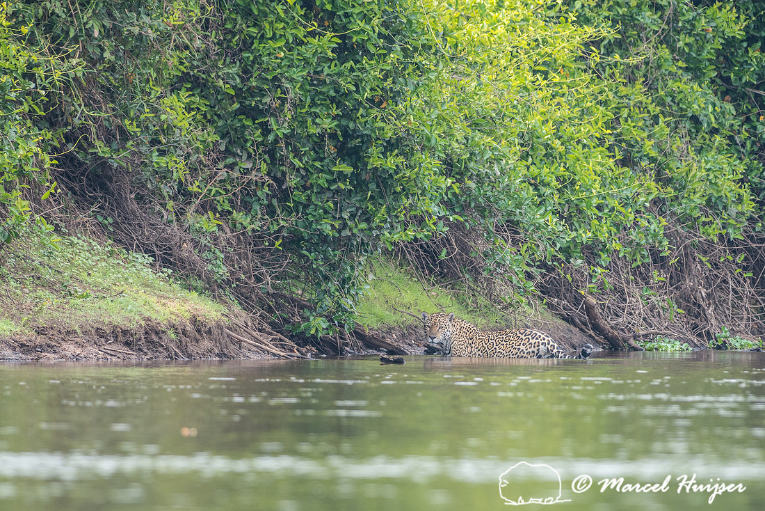 Jaguar (Panthera onca), Rio Negro, Mato Grosso do Sul, Brazil
