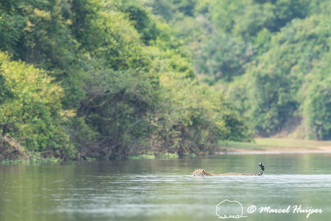 Jaguar (Panthera onca), Rio Negro, Mato Grosso do Sul, Brazil