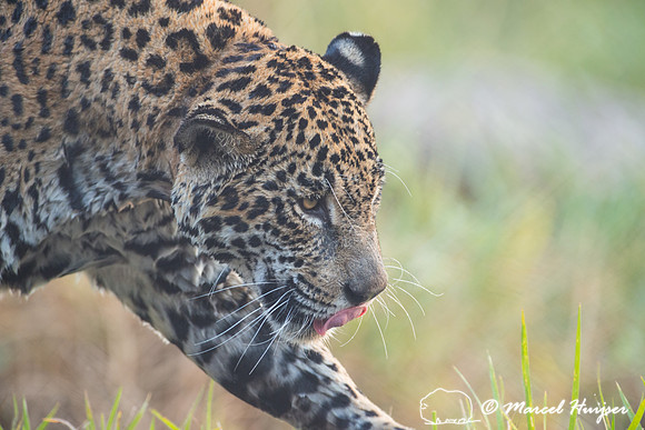 Captive jaguar (Panthera onca), fazenda Vera Lúcia, Rio Negro,