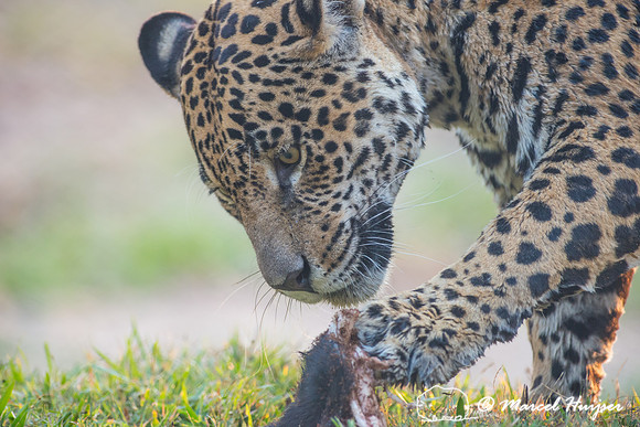 Captive jaguar (Panthera onca), fazenda Vera Lúcia, Rio Negro,