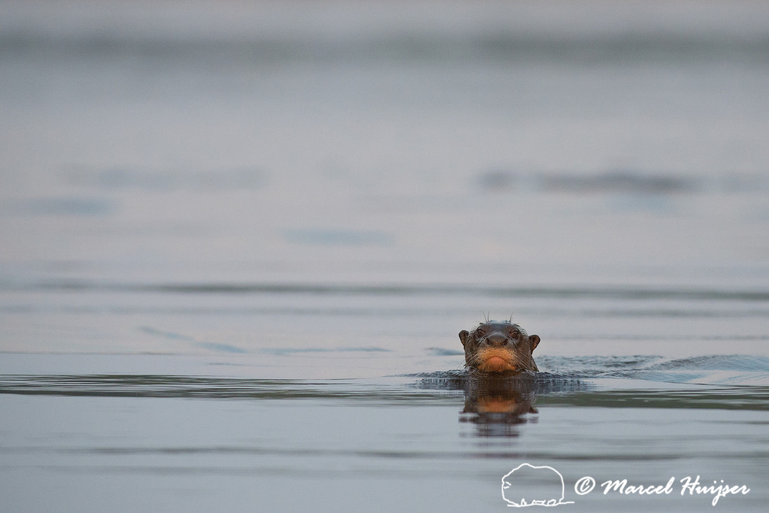 Giant river otter (Pteronura brasiliensis)  Rio Negro, Mato Gros