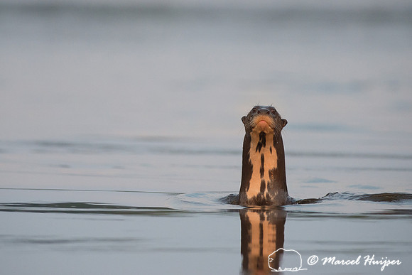 Giant river otter (Pteronura brasiliensis)  Rio Negro, Mato Gros