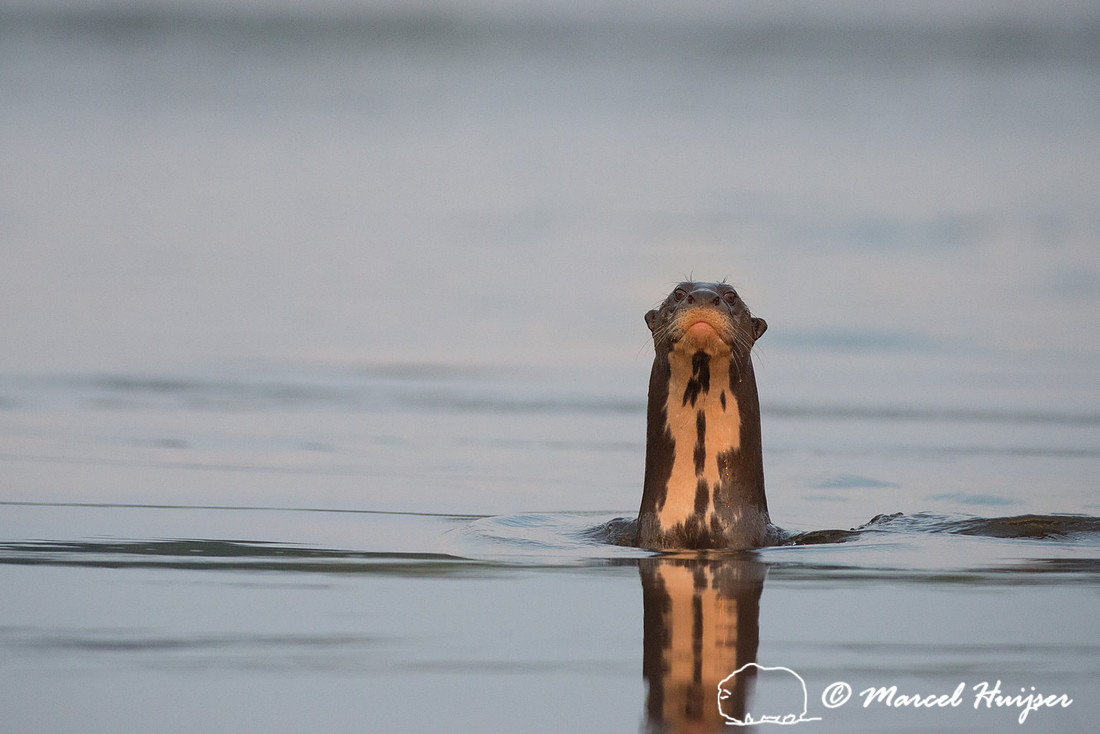 Giant river otter (Pteronura brasiliensis)  Rio Negro, Mato Gros