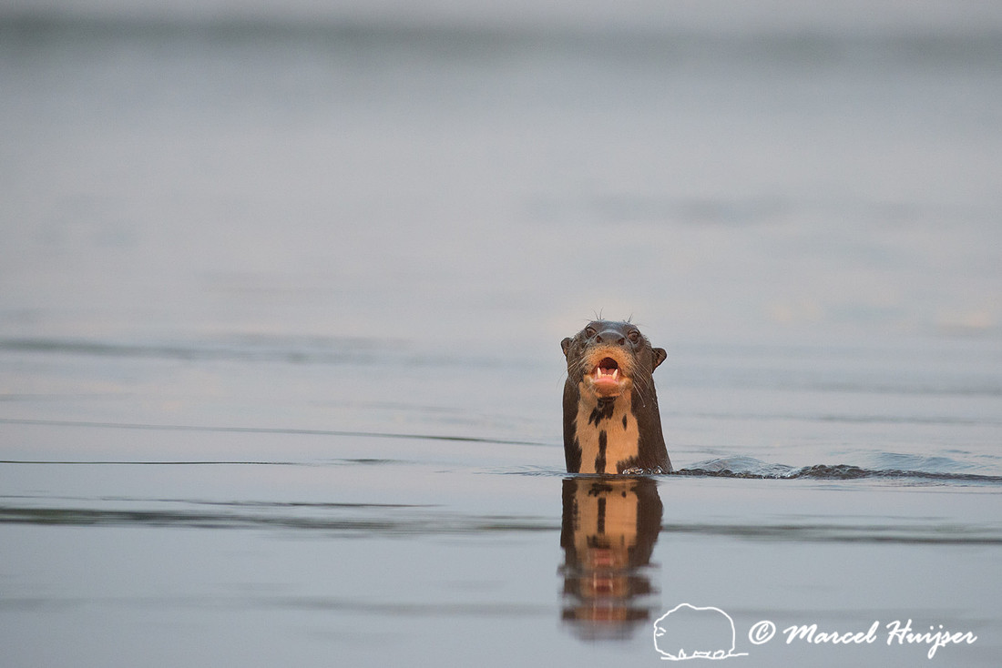 Giant river otter (Pteronura brasiliensis)  Rio Negro, Mato Gros
