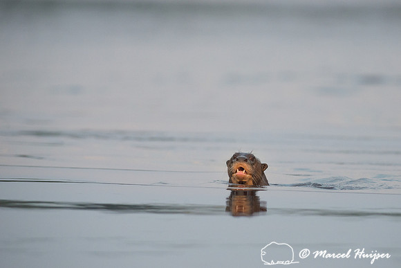 Giant river otter (Pteronura brasiliensis)  Rio Negro, Mato Gros