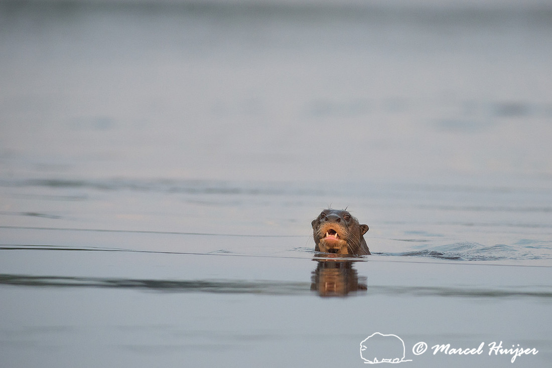 Giant river otter (Pteronura brasiliensis)  Rio Negro, Mato Gros