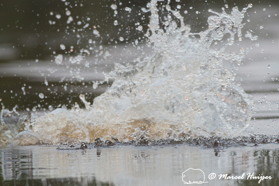 Giant river otter (Pteronura brasiliensis)  Rio Negro, Mato Gros
