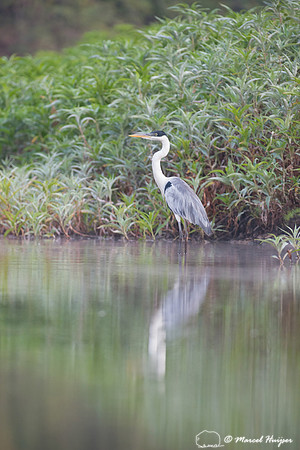 Cocoi heron (Ardea cocoi), Rio Negro, Pantanal, Mato Grosso do S