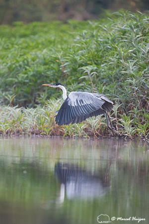Cocoi heron (Ardea cocoi), Rio Negro, Pantanal, Mato Grosso do S