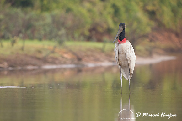 Jabiru (Jabiru mycteria), Rio Negro, Mato Grosso do Sul, Brazil