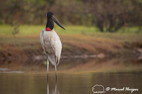 Jabiru (Jabiru mycteria), Rio Negro, Mato Grosso do Sul, Brazil