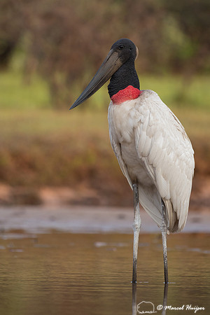 Jabiru (Jabiru mycteria), Rio Negro, Mato Grosso do Sul, Brazil