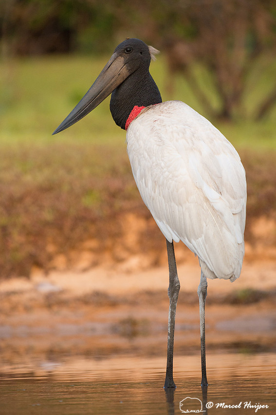 Jabiru (Jabiru mycteria), Rio Negro, Mato Grosso do Sul, Brazil