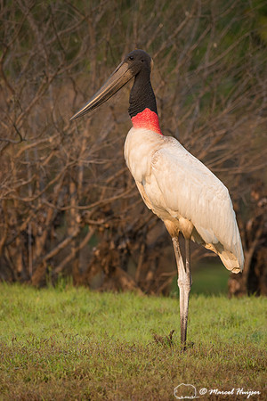 Jabiru (Jabiru mycteria), Rio Negro, Mato Grosso do Sul, Brazil