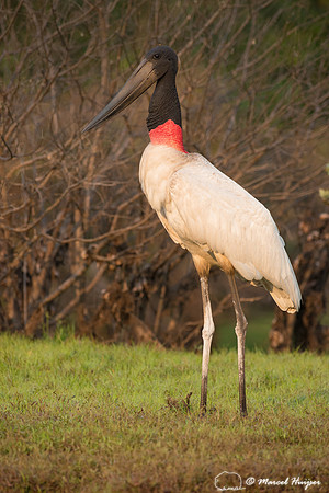 Jabiru (Jabiru mycteria), Rio Negro, Mato Grosso do Sul, Brazil