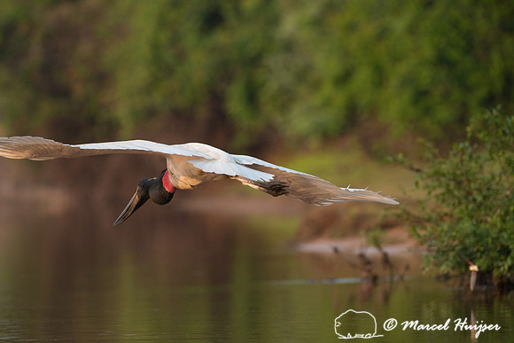 Jabiru (Jabiru mycteria), Rio Negro, Mato Grosso do Sul, Brazil