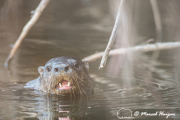 Neotropical river otter (Lontra longicaudis), Rio Negro, Pantana