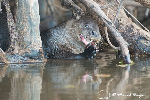 Neotropical river otter (Lontra longicaudis), Rio Negro, Pantana