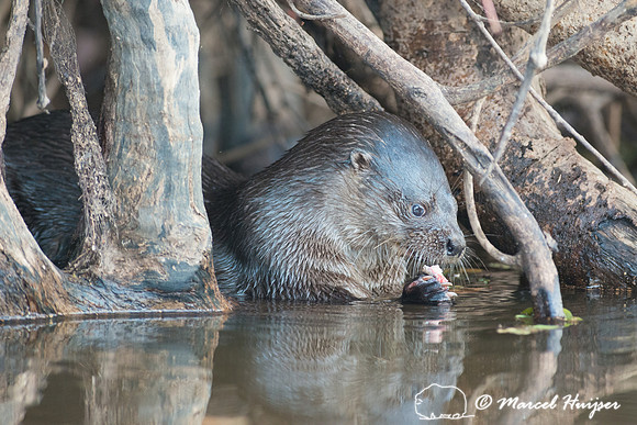 Neotropical river otter (Lontra longicaudis), Rio Negro, Pantana