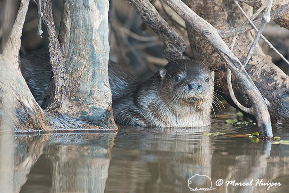 Neotropical river otter (Lontra longicaudis), Rio Negro, Pantana