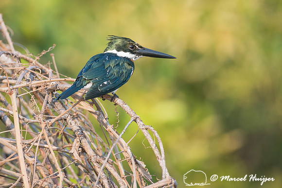 Green kingfisher (Chloroceryle americana), Rio Negro, Mato Gross